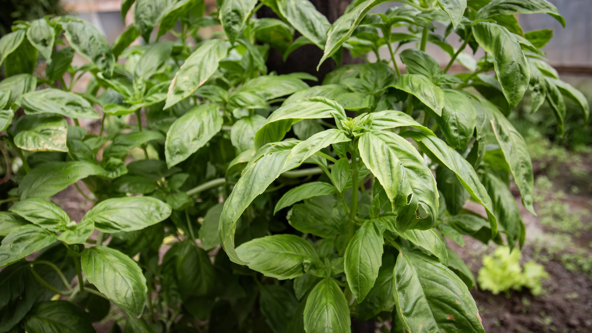 Florecinda Troncoso