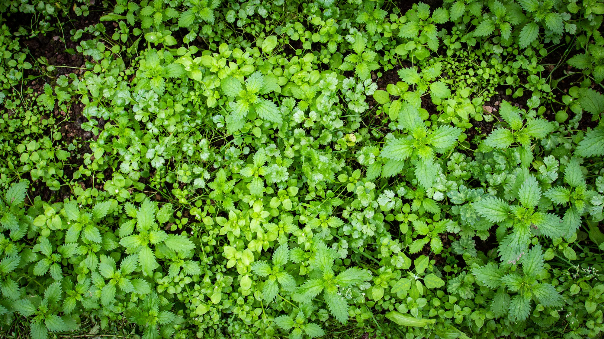Florecinda Troncoso