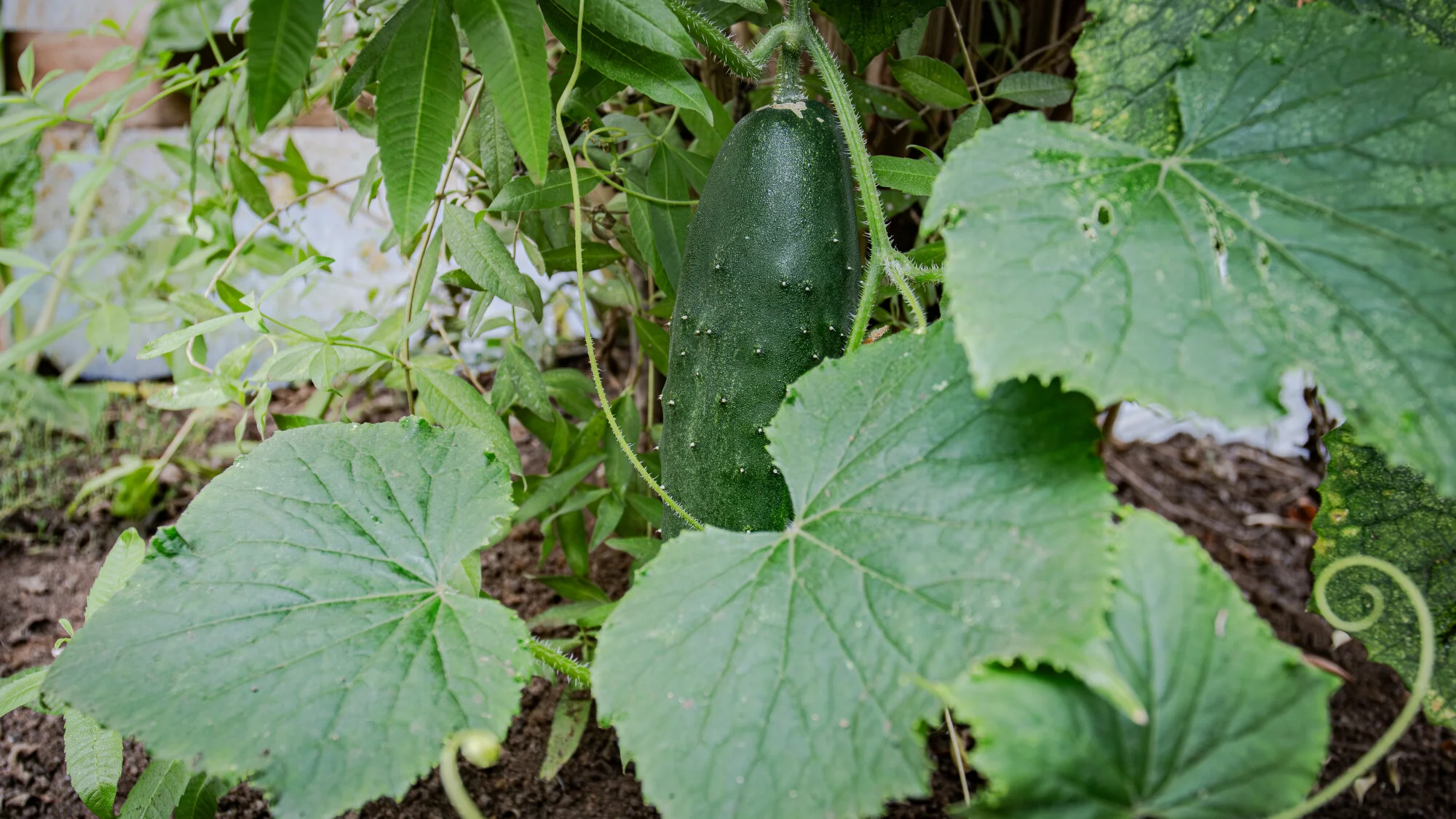 Florecinda Troncoso
