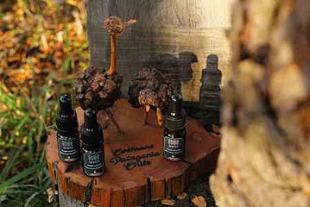aceite esencial QUIDU